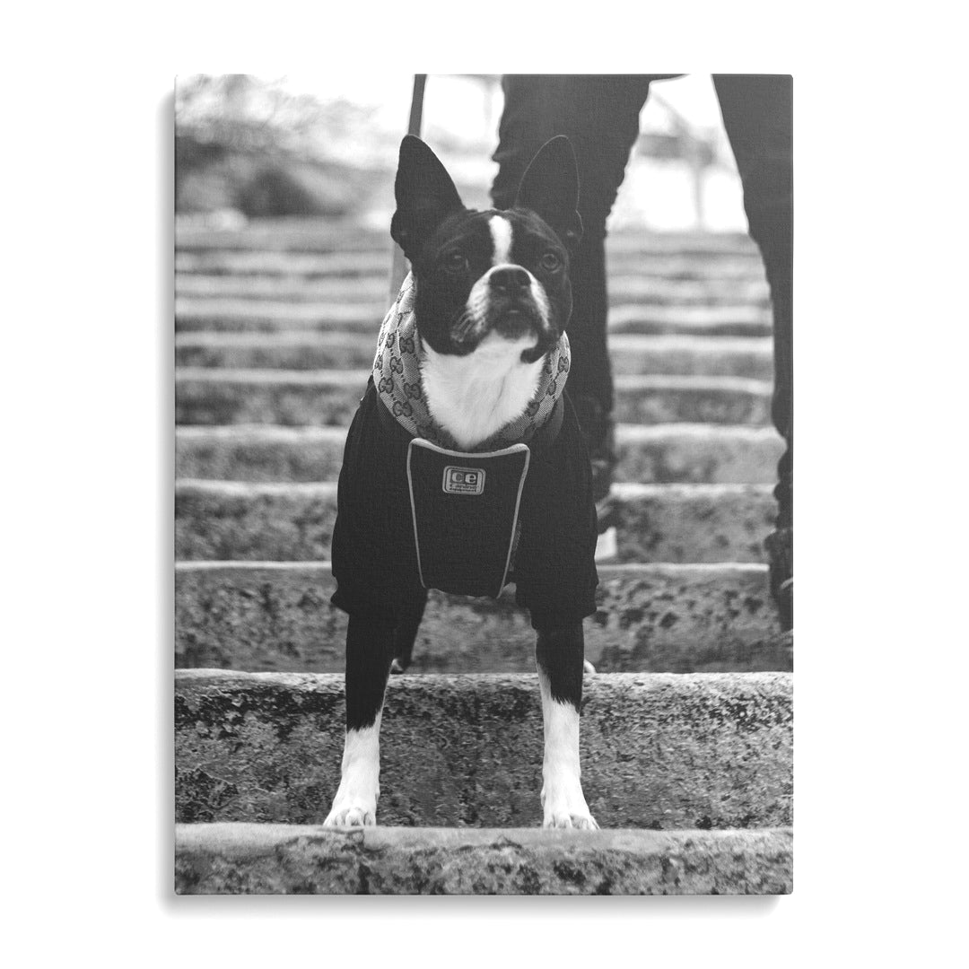 Gucci Dog modern canvas wall art displayed on a wall.